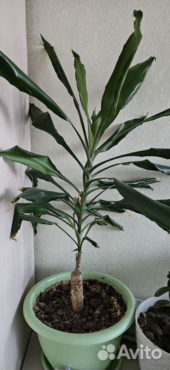 Драцена душистая