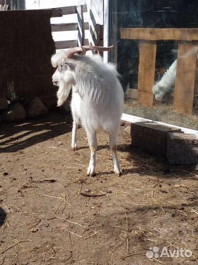 Козлик на племя, дойные козы и козлята