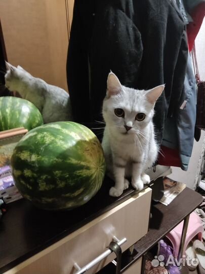 Кошка британка на вязку