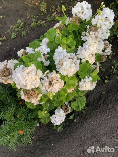 Домашние цветы