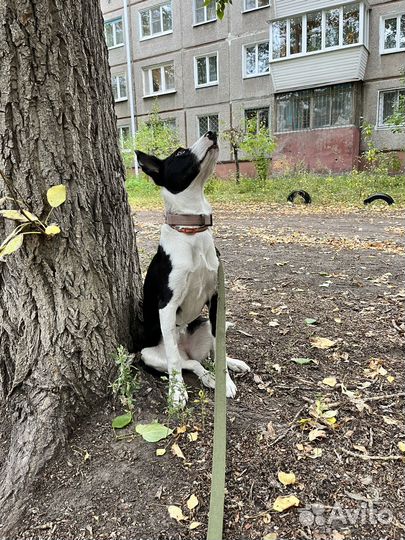 В надежные,добрые руки Боня