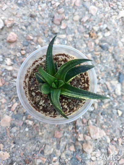 Хавортии вариегатные и редкие. Трункаты вар