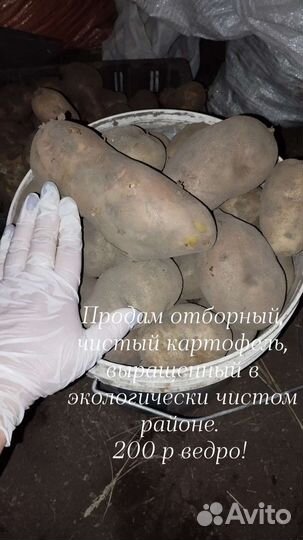 Картофель деревенский