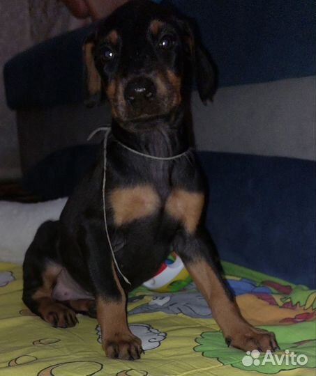 Щенки добермана