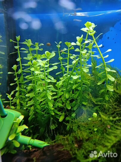 Аквариумное растение