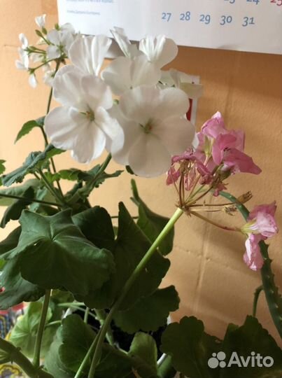 Пеларгония герань