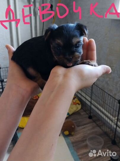 Йоркширский терьер