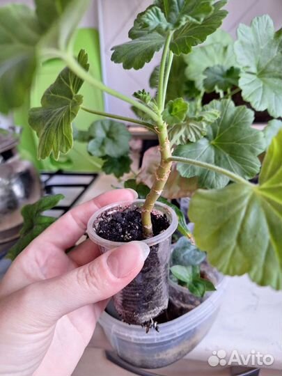 Пеларгония герань набор