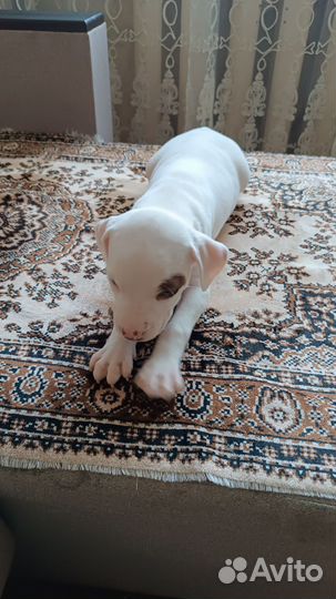 Собаки щенки