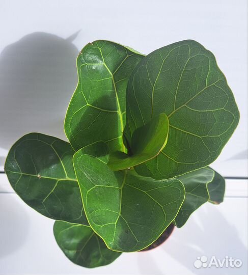 Фикус лирата чёрный принц белиз тинеке барокк