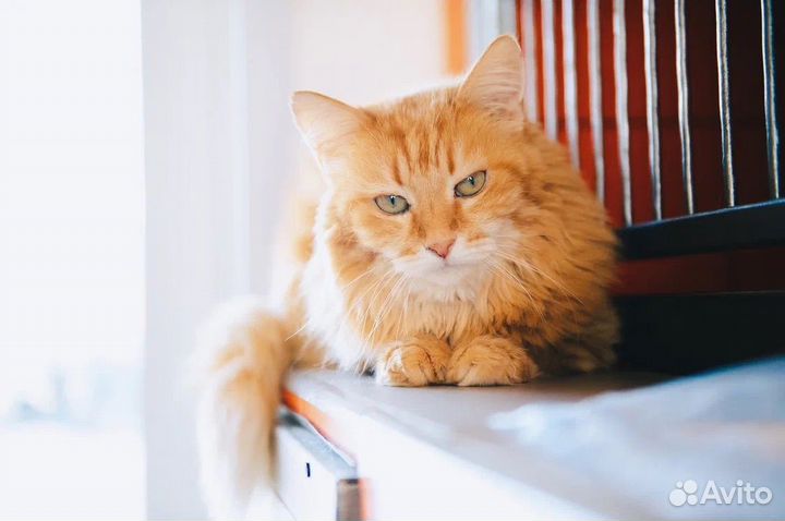 Рыжий котик из приюта бесплатно