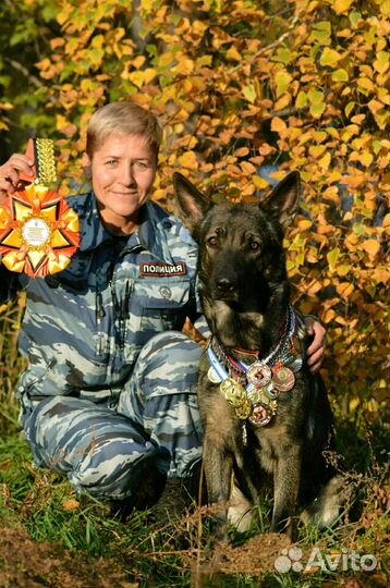 Дрессировка собак. Специалист-кинолог