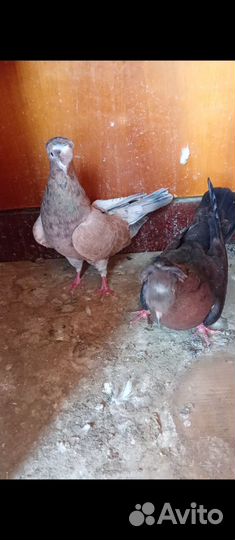 Голуби