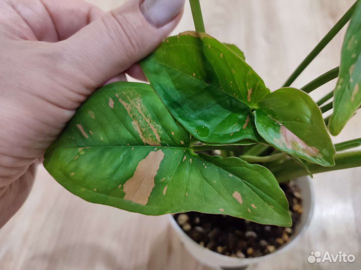 Сингониум Пинк сплеш (Syngonium Pink Splash)