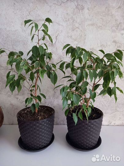 Фикус бенджамина