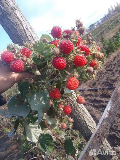 Саженцы малины