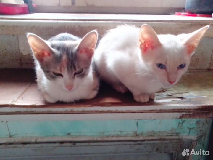 Девочки кошечки