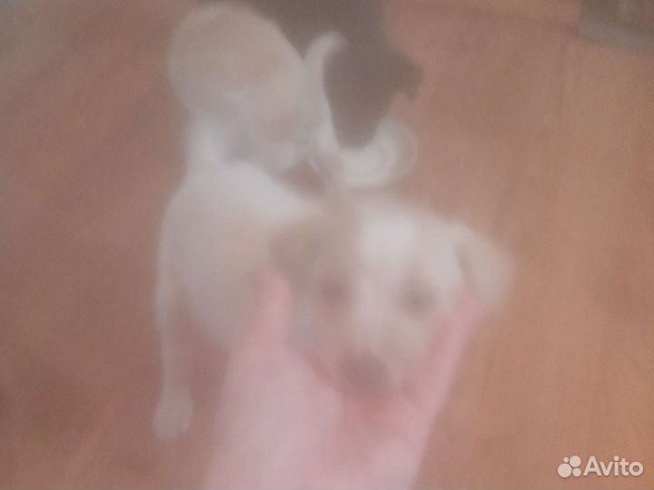 Маленькие щенки от обычной собаки