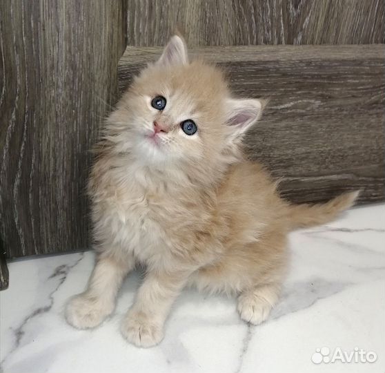 Котята мейн-кун