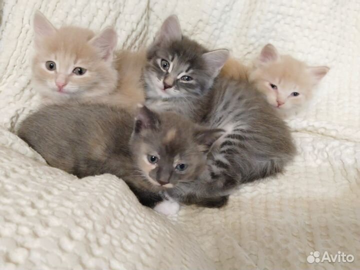 Кошка в дар