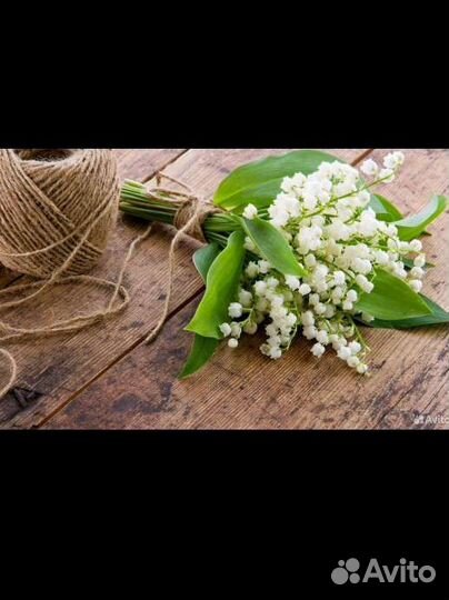 Ландыши рассада