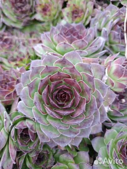 Молодило (каменная роза)