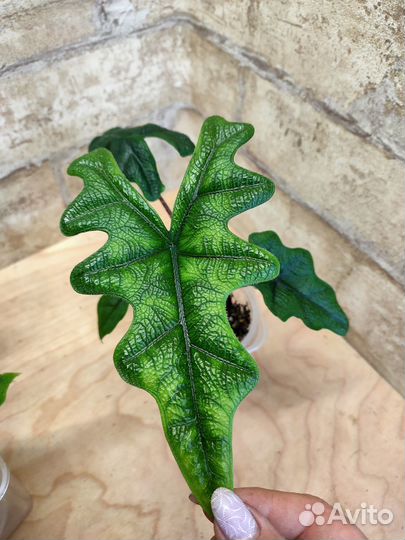 Красотки Жаклин