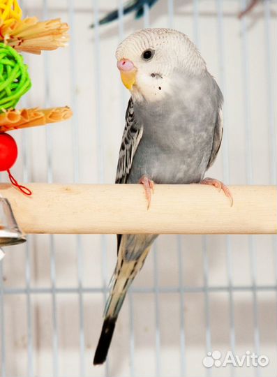 Волнистый попугай