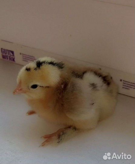 Сельский туризм,отдых на природе, агротуризм