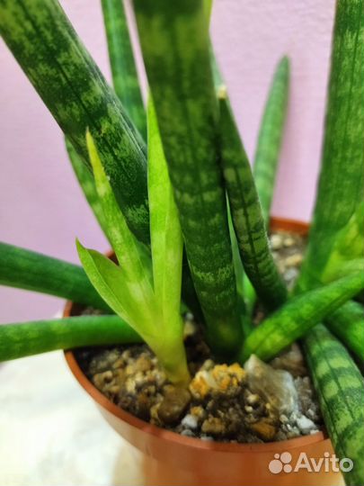 Гибискус, ананас,фикус,адениум и прочие