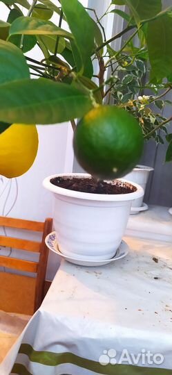 Лимонное дерево с плодами