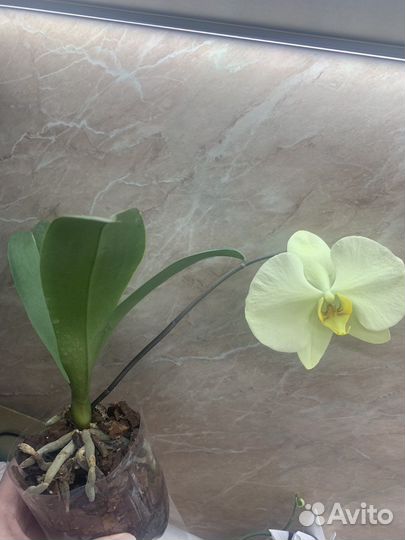Орхидея фаленопсис