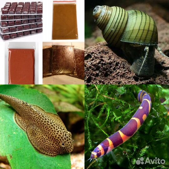 Рыбки-Раки-Улитки-Мотыль-Сомы-Артемия-Циклоп