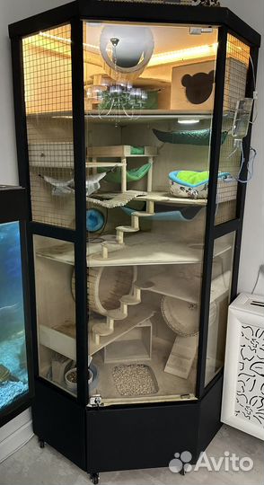 Витрина для грызунов с белками Дегу