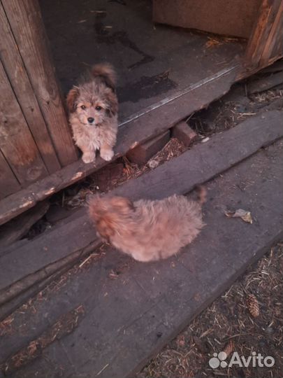 Собаки бесплатно