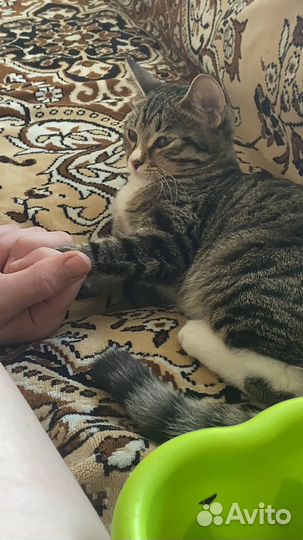 Вязка кошка