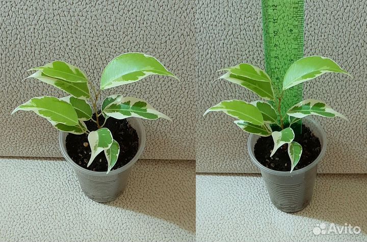 Фикус Бенджамина (сорт 