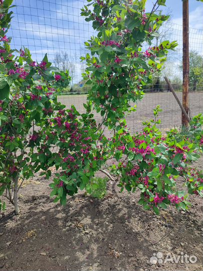 Жимолость декоративная