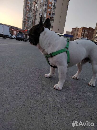 Французский бульдог кабель вязка