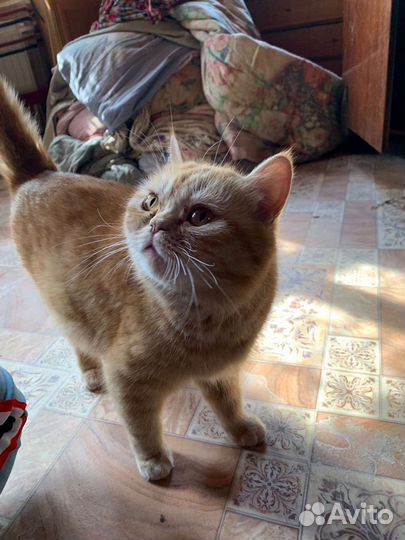 Экзотическая кошка