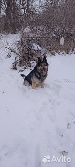 Восточно европейская овчарка вязка