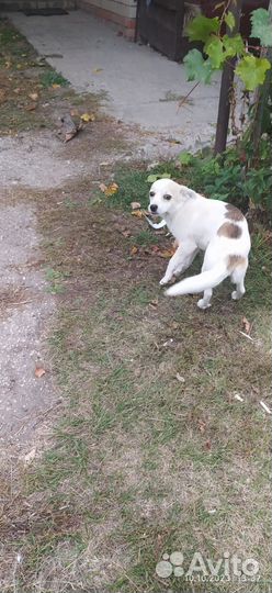 Щенок в добрые руки