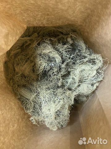 Уснея бородатая, Чернокорень трава