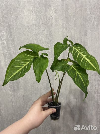 Сингониум Спир Пойнт (ушковатый)