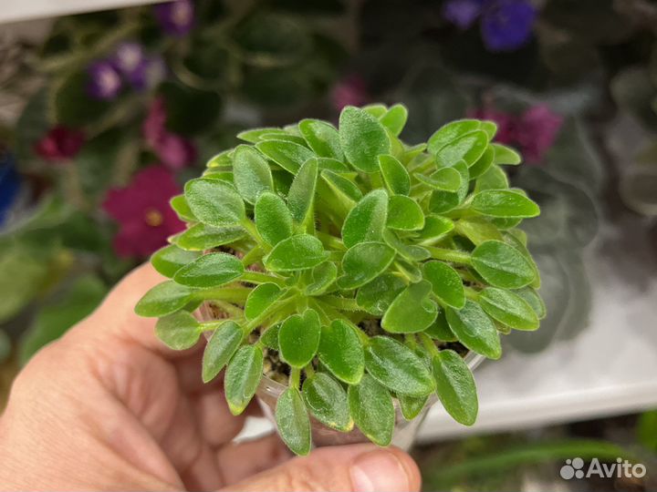 Миниатюрные фиалки - лист(срез) и детки