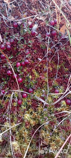 Брусника, клюква свежая лесная ягода