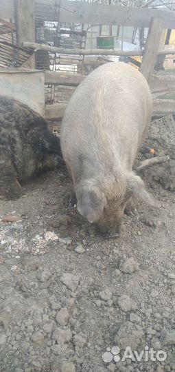 Свиноматка