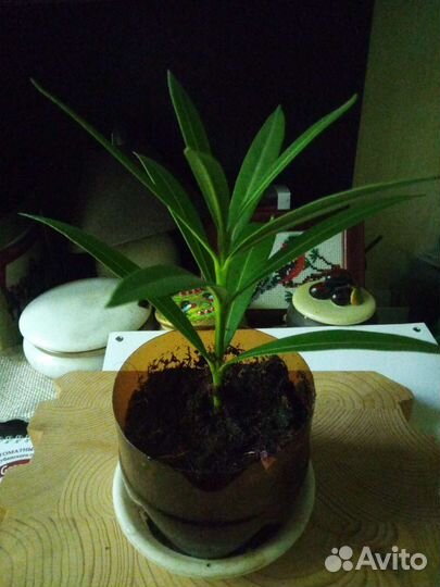 Олеандр розовый