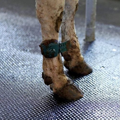 Маты резиновые для крс 1900x1100x25