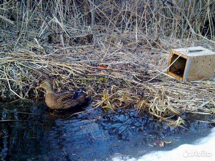 Подсадные утки доставка